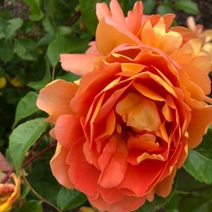 Meet your Posher, Jane